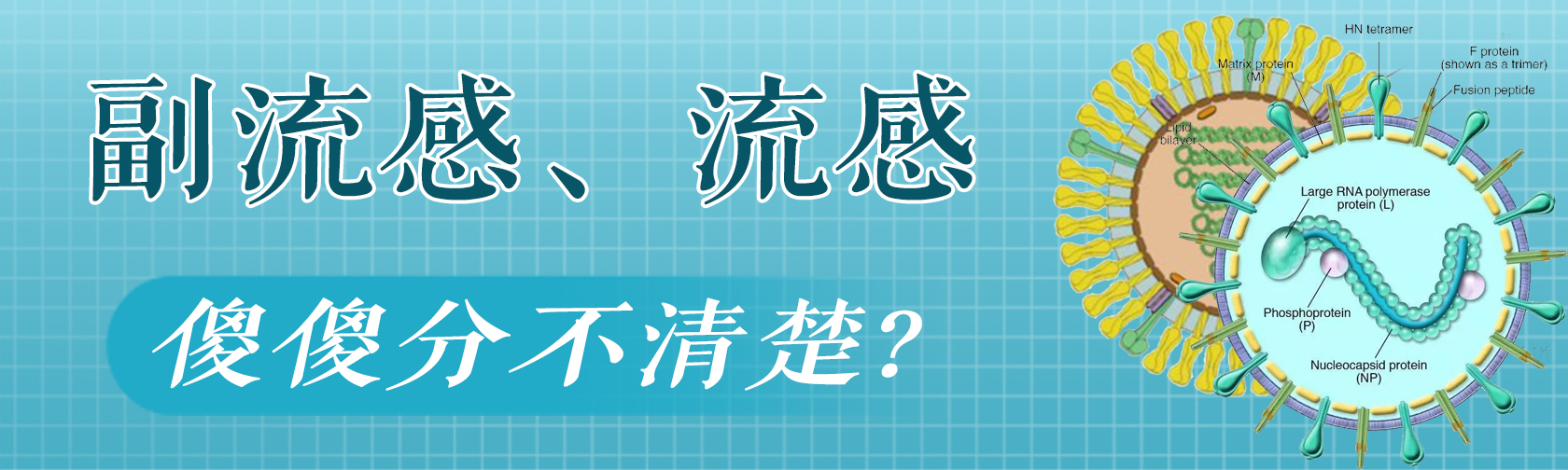 副流感、流感，傻傻分不清楚.jpg